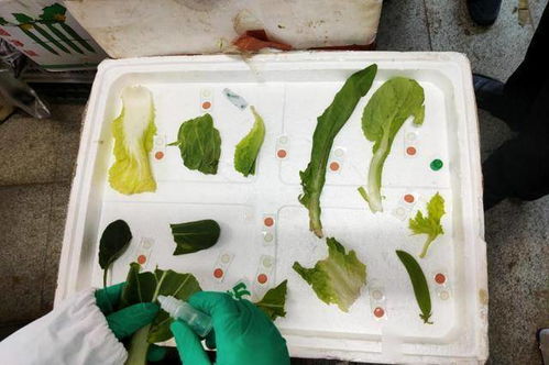 七里河區(qū)食品藥品檢驗檢測中心 強化食用農(nóng)產(chǎn)品及食品快速檢測 筑牢食品安全防線